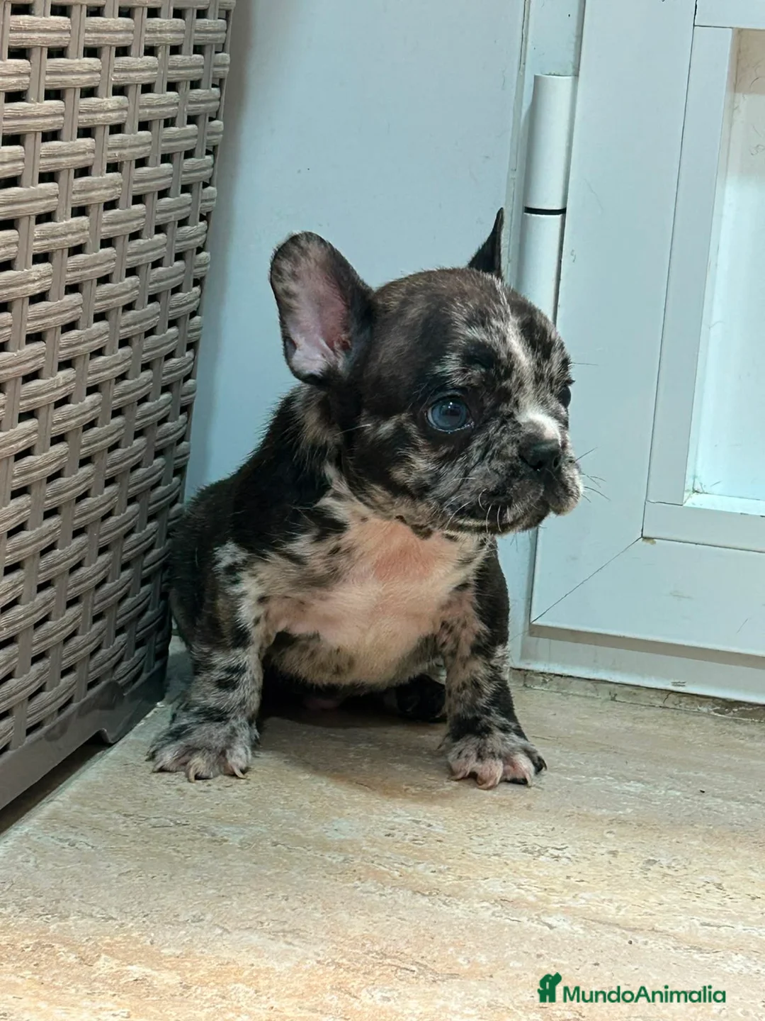 Bulldog Francés perros en venta: Cachorros bulldog  - Anuncio 1