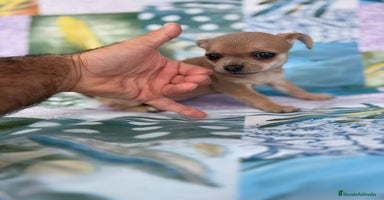 Chihuahua perros - Anuncio 10