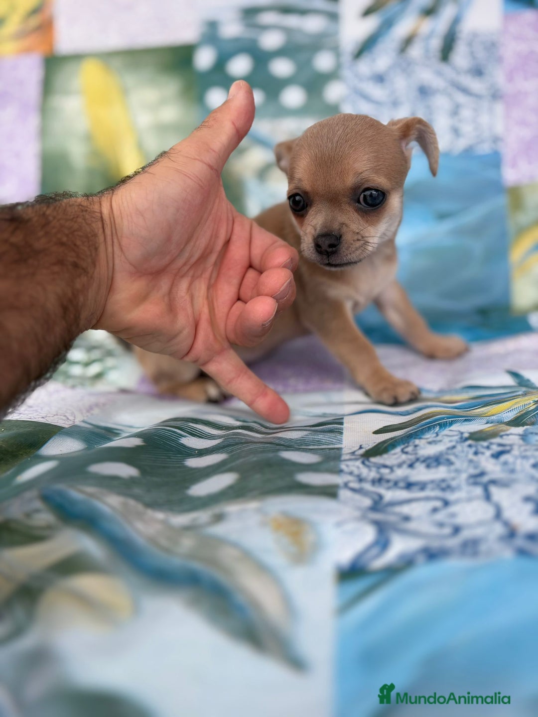 Chihuahua perros en venta: Chihuahua toy - Imagen 2