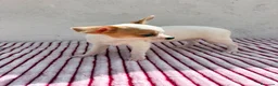 Chihuahua perros en venta: Hembra Chihuahua toy  - Anuncio 10