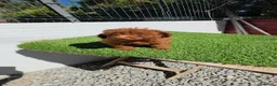 Caniche Toy perros en venta: Caniches ASIÁTICOS 604370339 - Anuncio 3