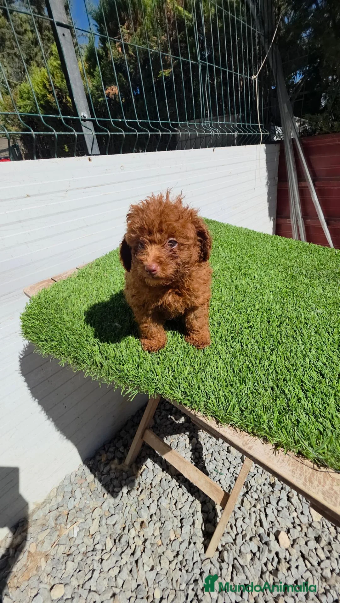 Caniche Toy perros en venta: Caniches ASIÁTICOS 604370339 - Anuncio 3