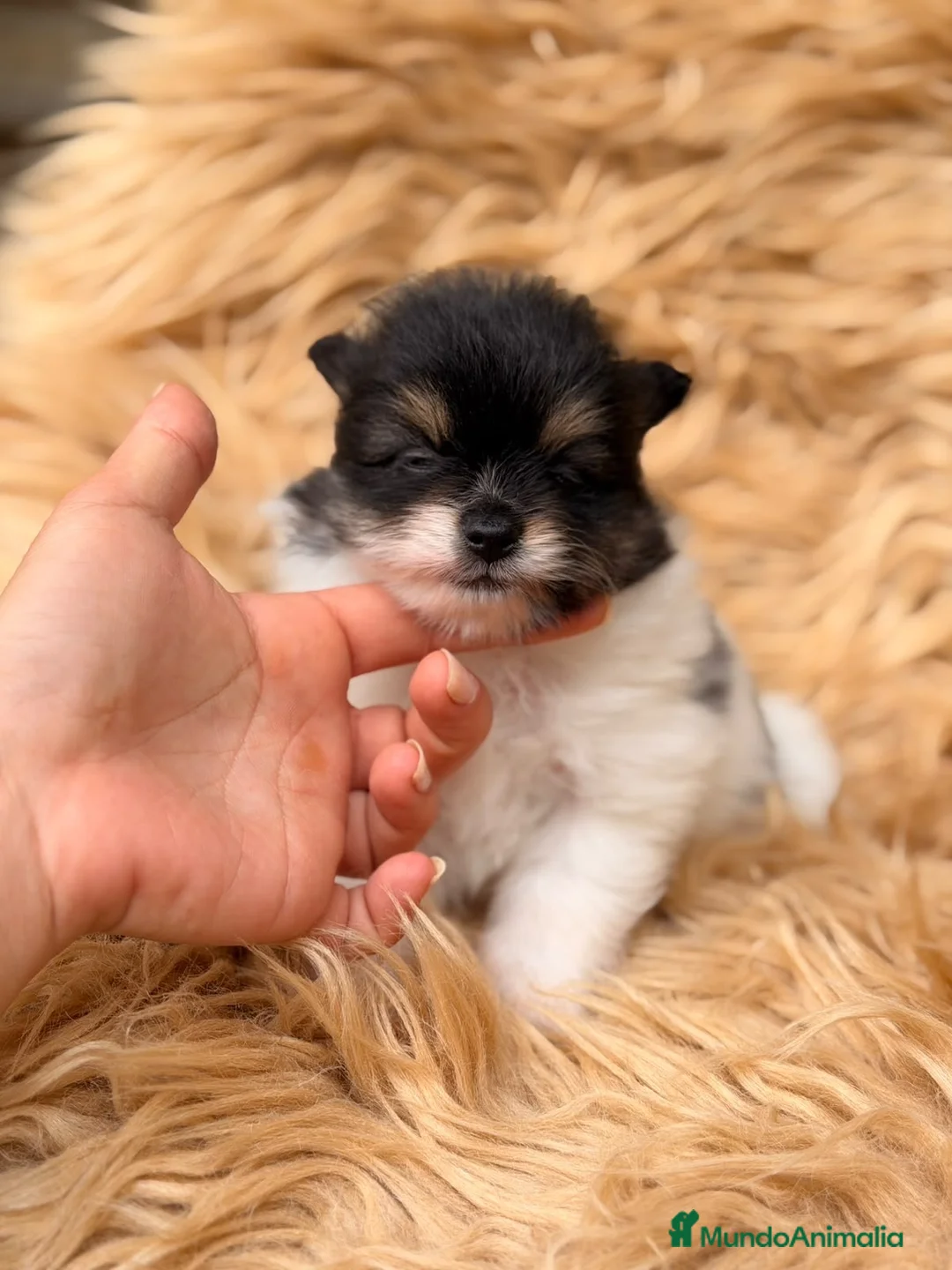 Pomerania perros en venta: Pomerania macho 🐾 - Anuncio 3