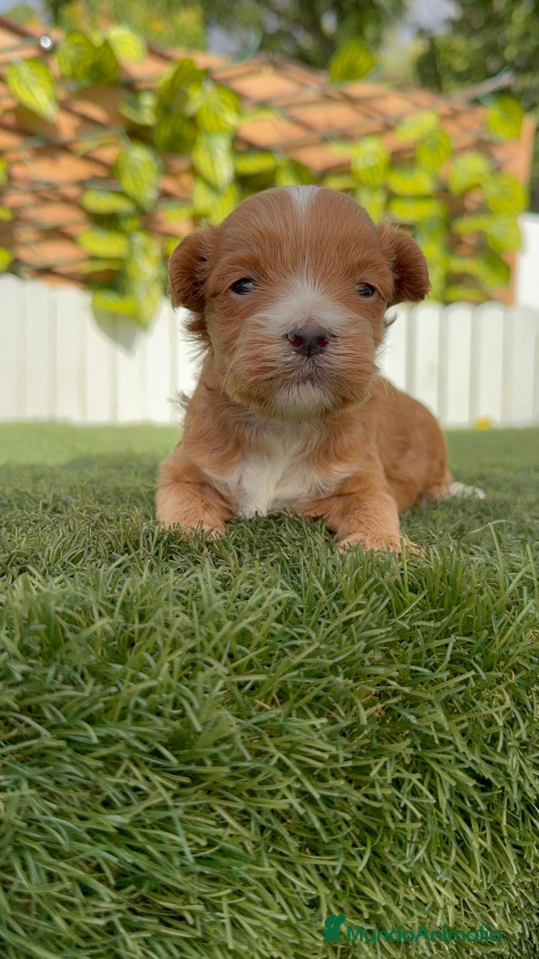 Maltipoo perros en venta: MALTIPOO - Imagen 2