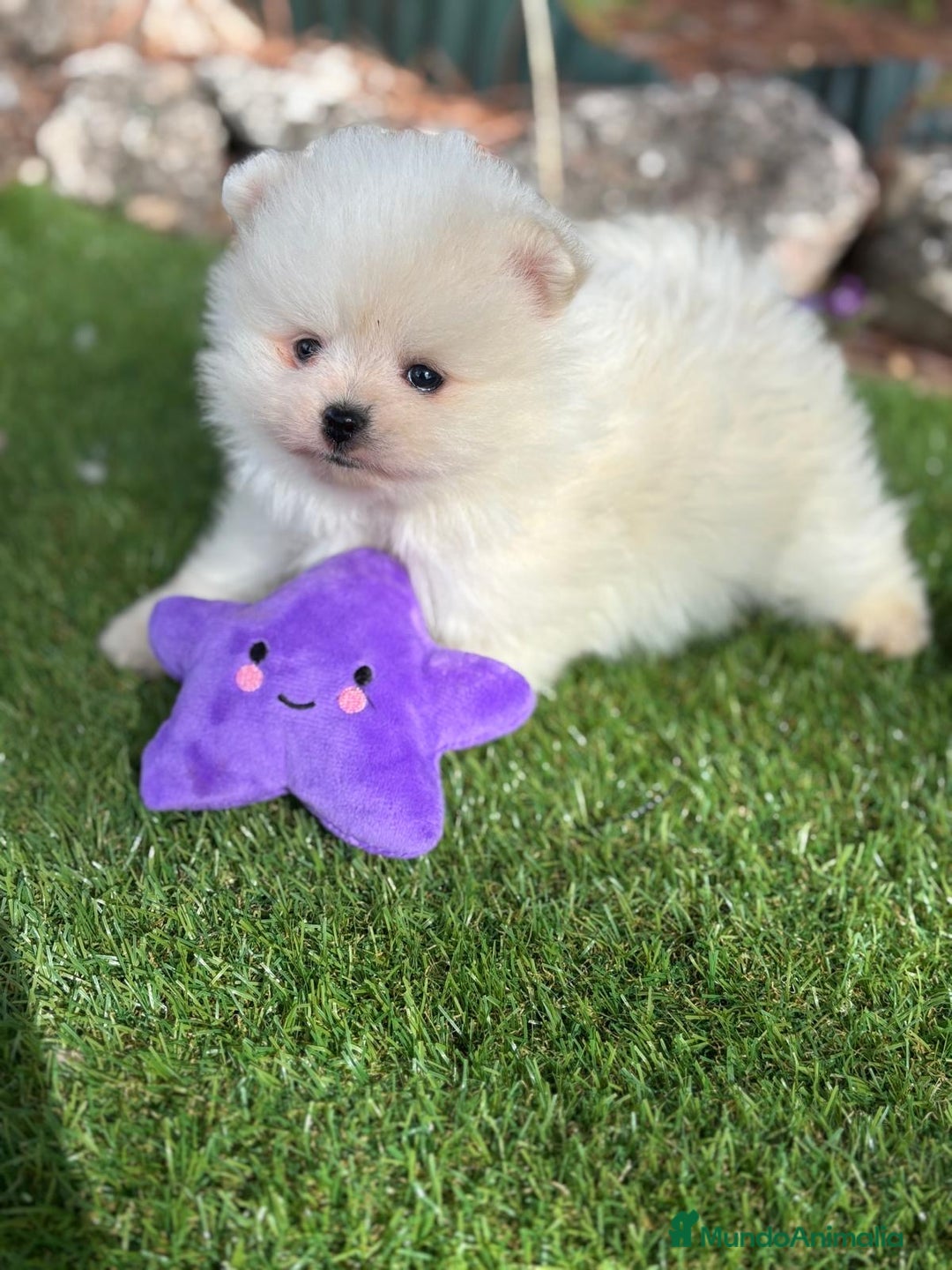 Pomerania perros en venta: Pomeranias macho toy entrega en diciembre!!! - Anuncio 6