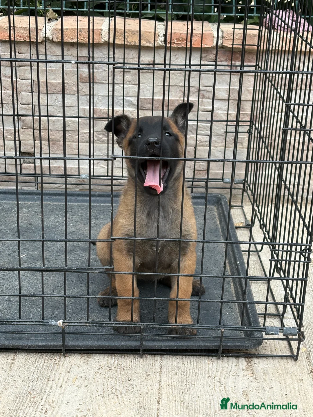 Pastor Belga Malinois perros en venta: Cachorra Malinois  - Anuncio 2