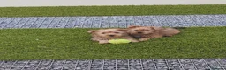 Yorkshire Terrier perros en venta: Yorkshire gold - Anuncio 4