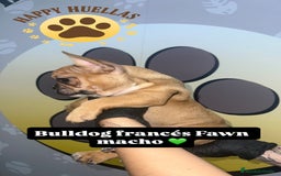 Bulldog Francés perros en venta: Cachorros Bulldog Francés – Machos - Imagen 3