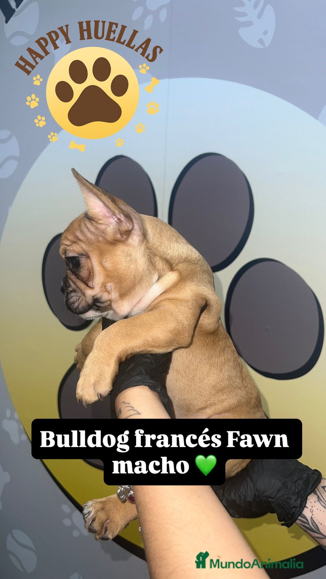 Bulldog Francés perros en venta: Cachorros Bulldog Francés – Machos - Imagen 3