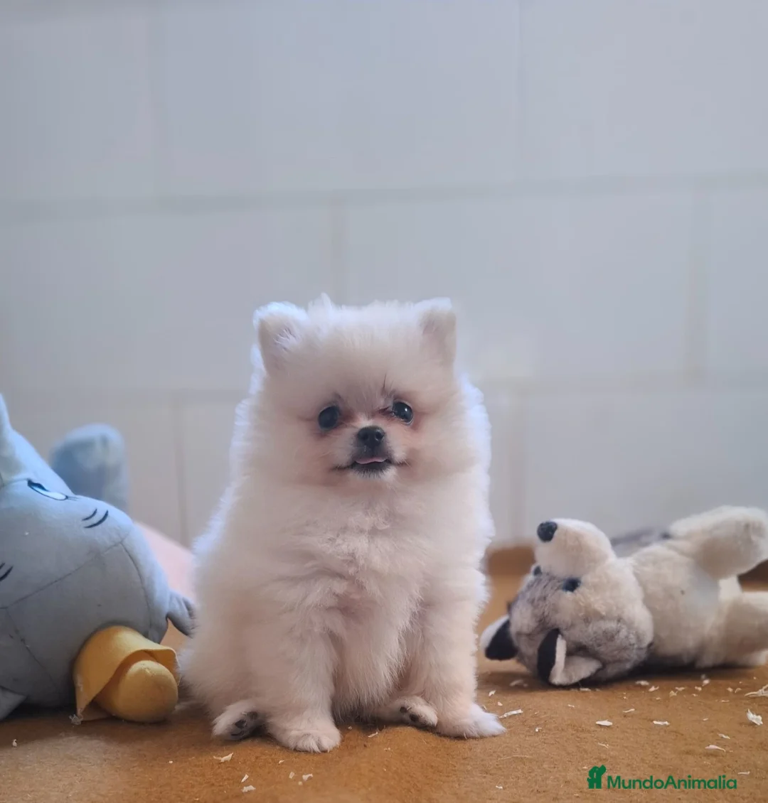 Pomerania perros en venta: POMERANIA - Anuncio 2