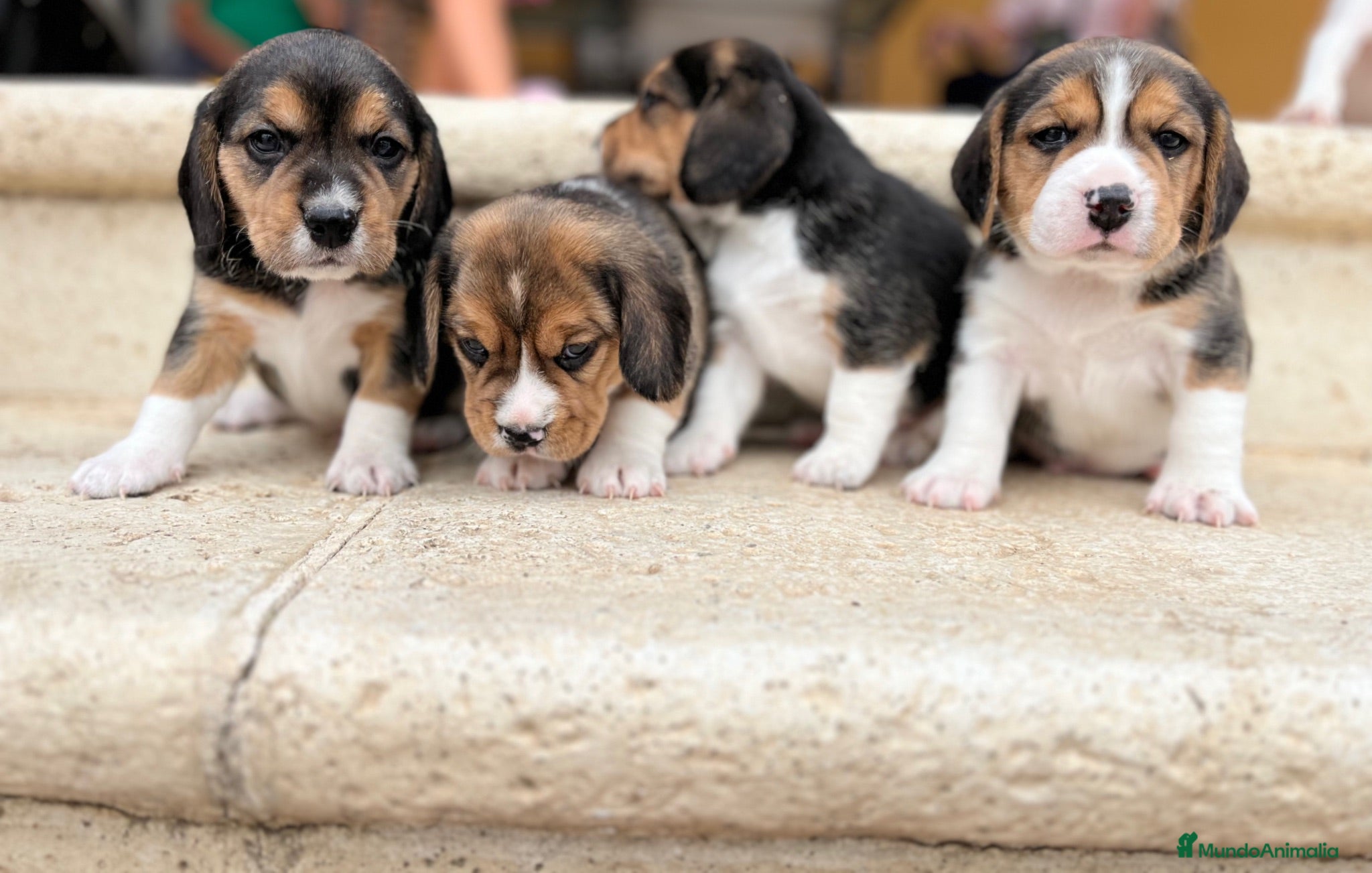 Beagle perros Beagle - Anuncio 1
