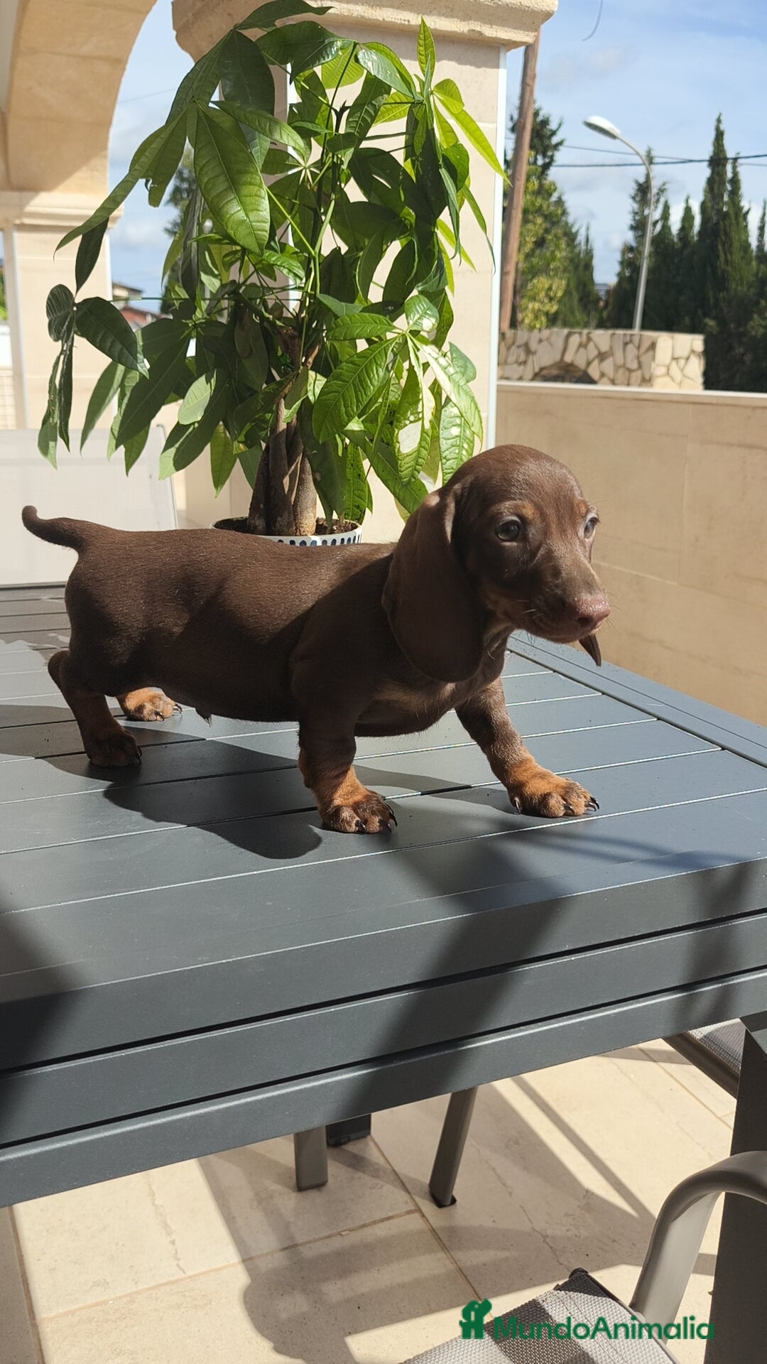 Teckel Miniatura perros en venta: Teckel mini chocolate ♂️🍫 - Imagen 8