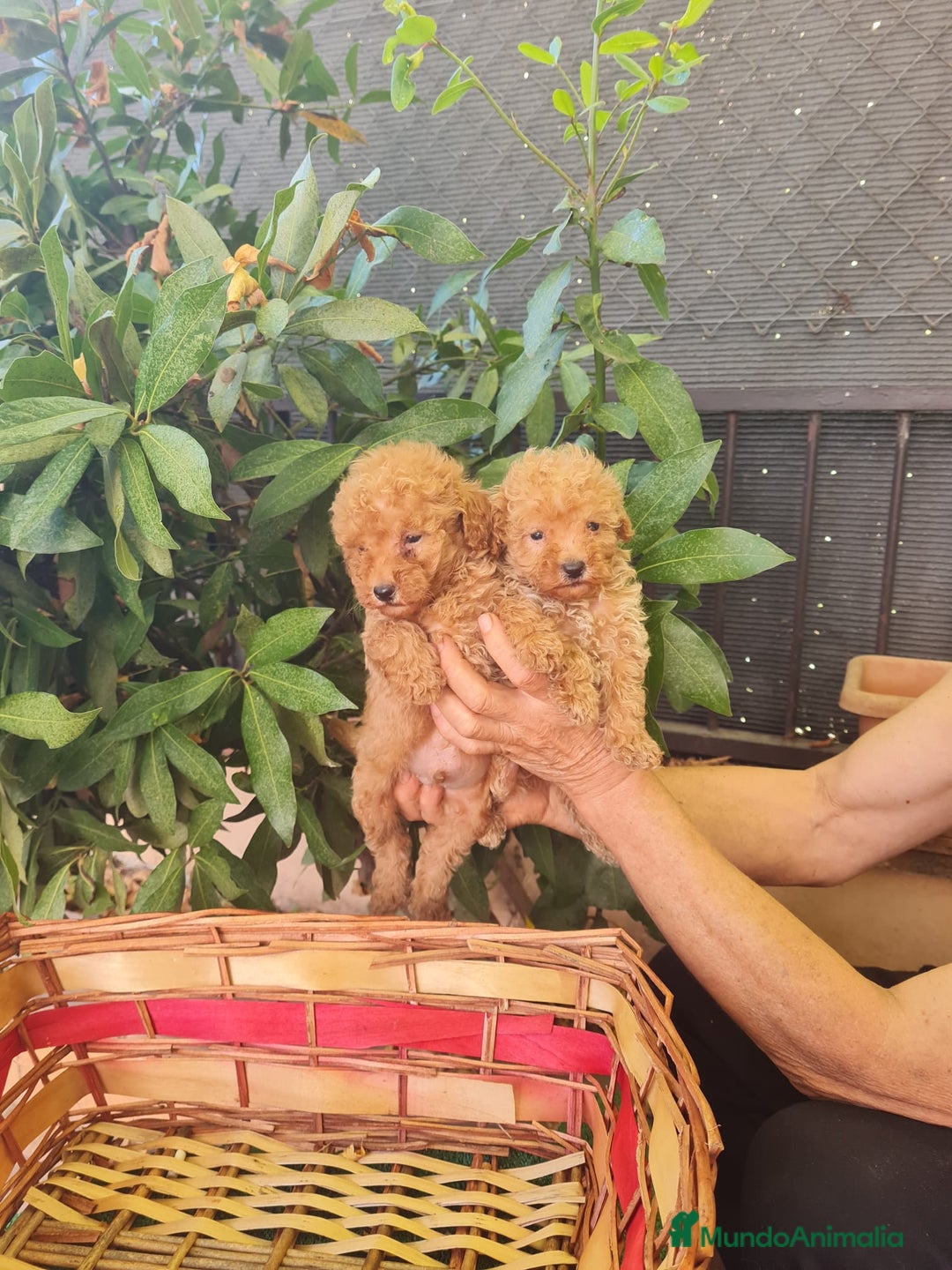 Caniche Toy perros en venta: Caniche toy macho  - Imagen 1