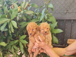 Caniche Toy perros - Anuncio 25