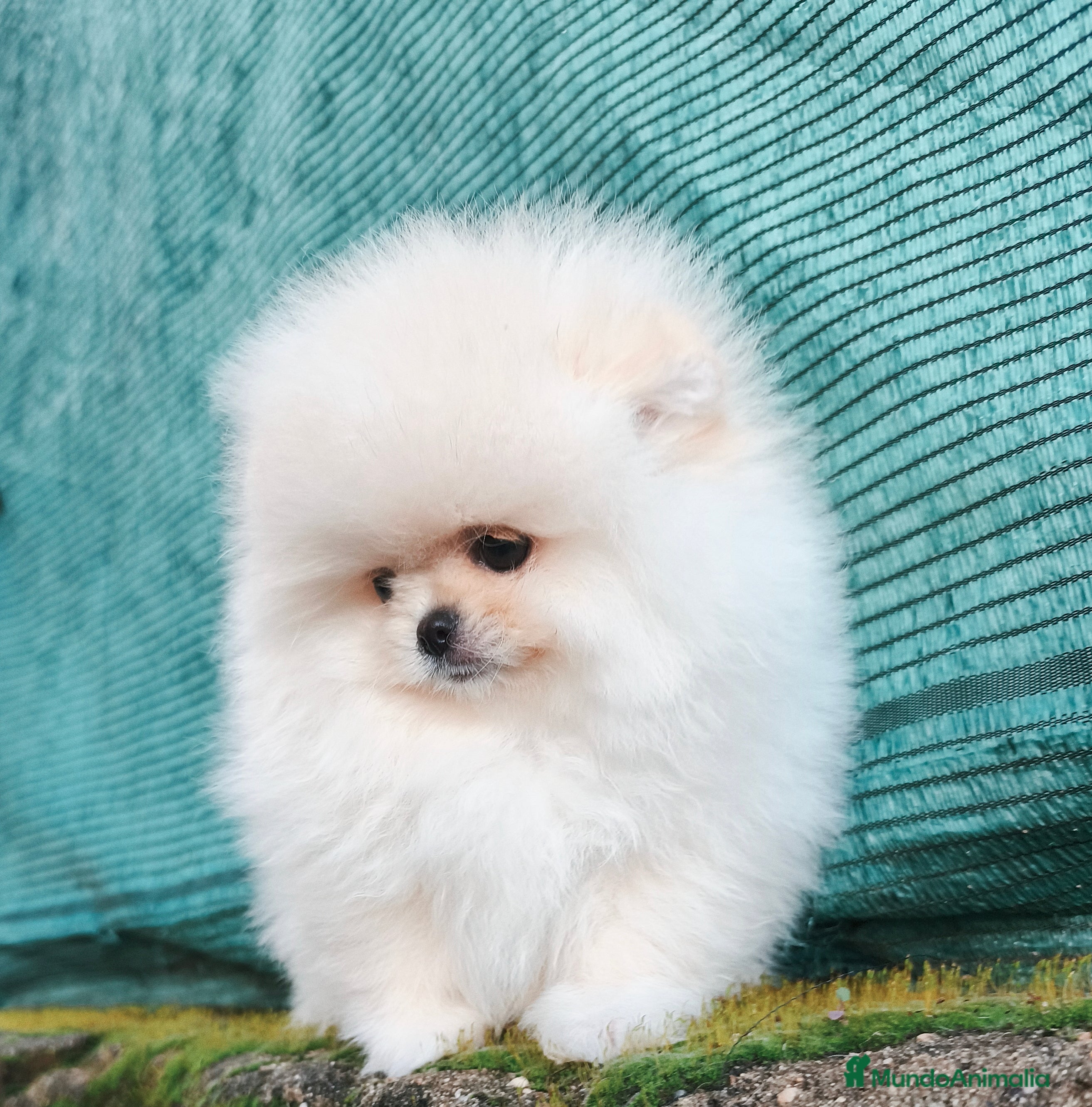 Pomerania perros Cachorros línea coreana  - Anuncio 1