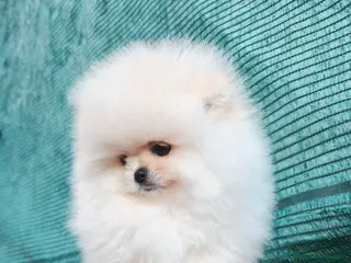 Pomerania perros Cachorros línea coreana - Anuncio 1