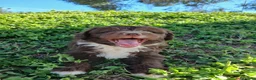 Perro de Agua Español perros en venta: 🐾 CACHORROS DE PERRO DE AGUA ESPAÑOL 🐾 - Anuncio 4