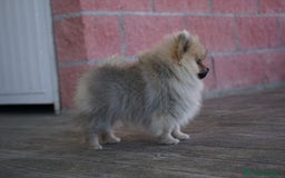 Pomerania perros en venta: 🐾 Sparky – Pomerania marrón mini toy 🍂 - Imagen 3