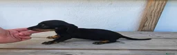 Teckel perros en venta: Cachorros teckel  - Anuncio 2