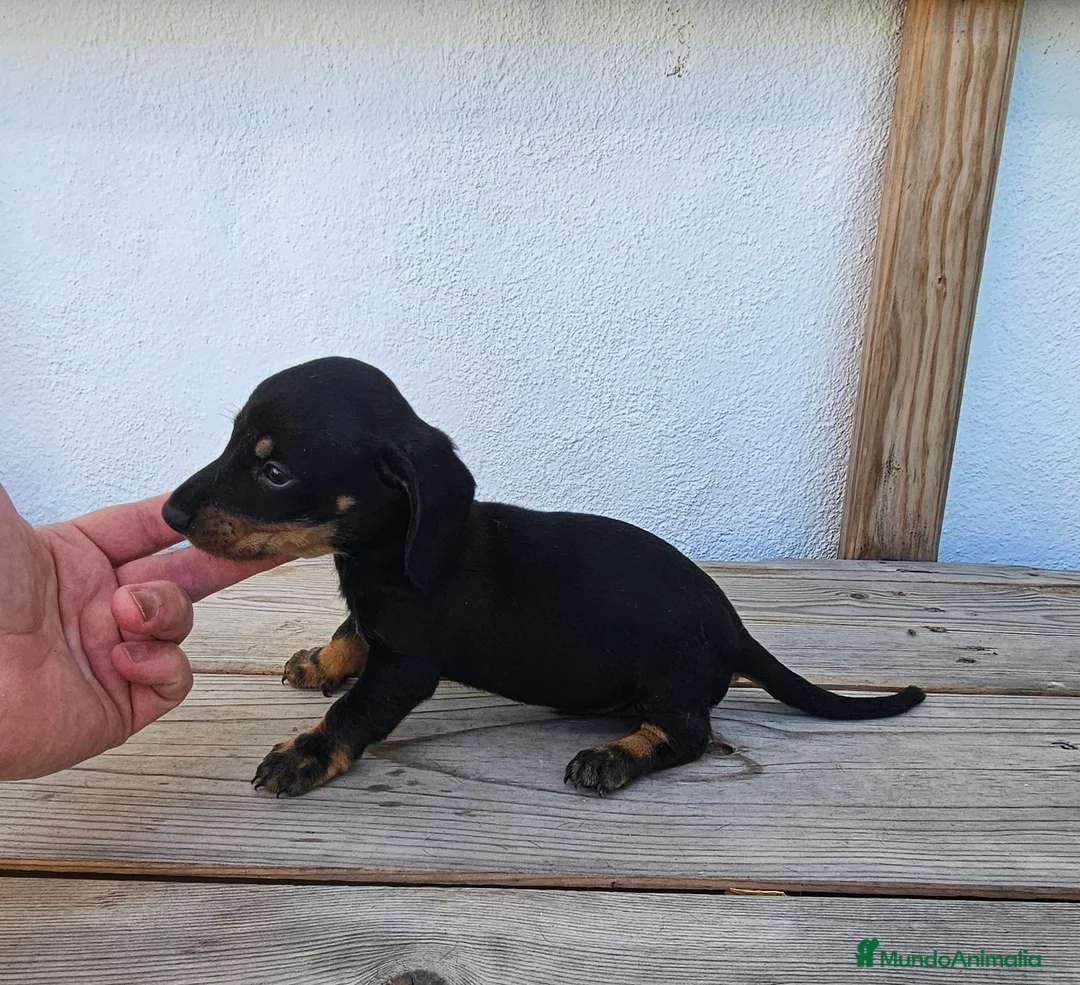 Teckel perros en venta: Cachorros teckel  - Anuncio 2