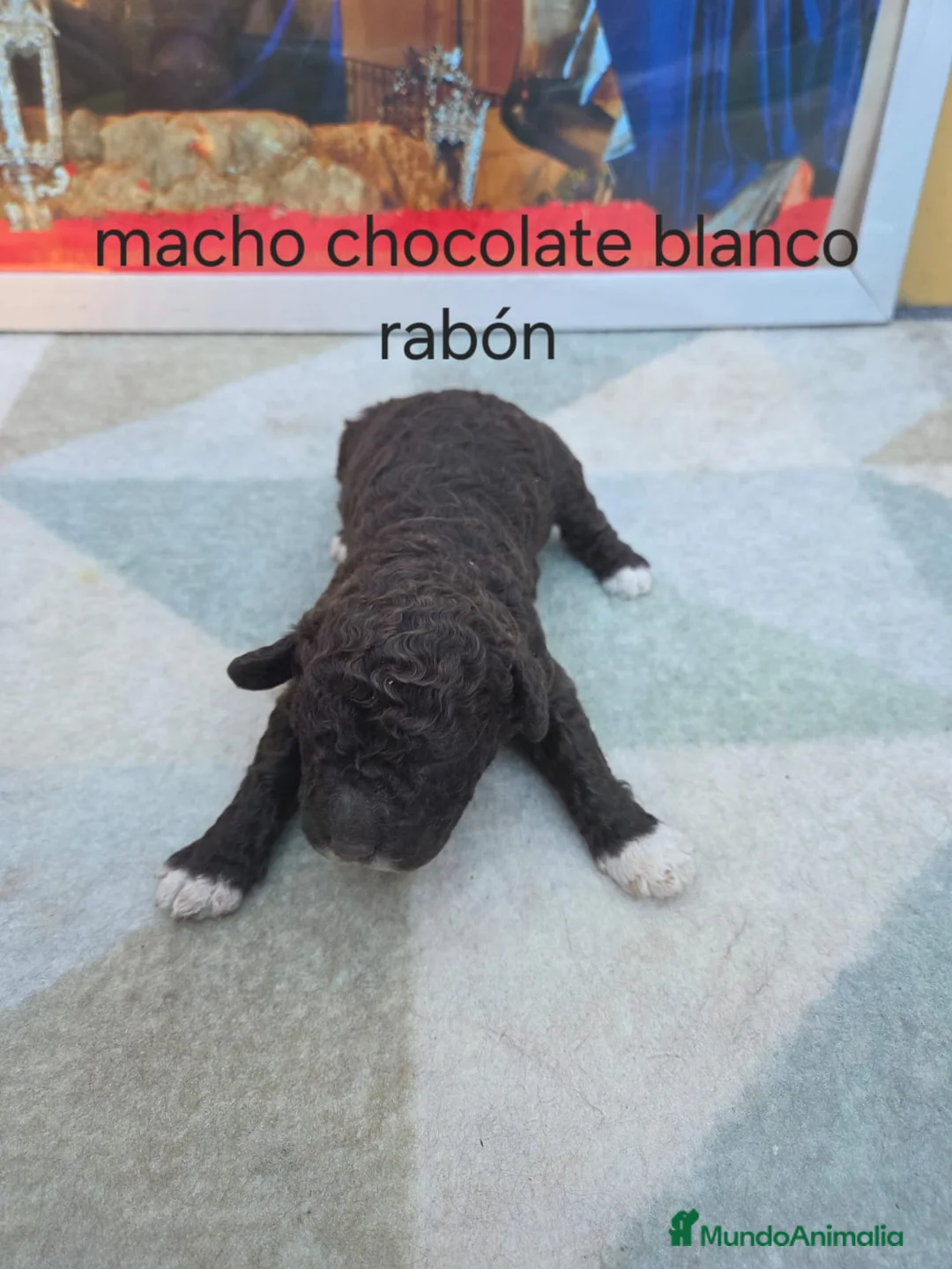 Perro de Agua Español perros en venta: Camada de perros de agua chocolate  en Burgos - Anuncio 2