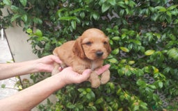 Cocker Spaniel Inglés perros en venta: Cachorrito cocker, precio real - Imagen 1