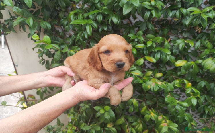 Cocker Spaniel Inglés perros - Anuncio 10