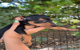 Pinscher Miniatura perros en venta: Pinscher Miniatura  - Imagen 7