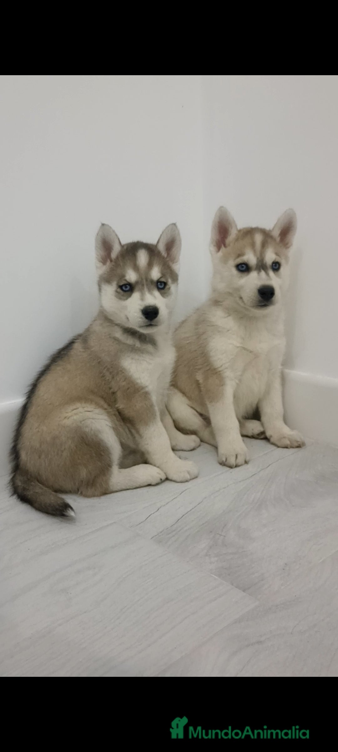Husky Siberiano perros en venta: Husky siberianos  - Anuncio 9