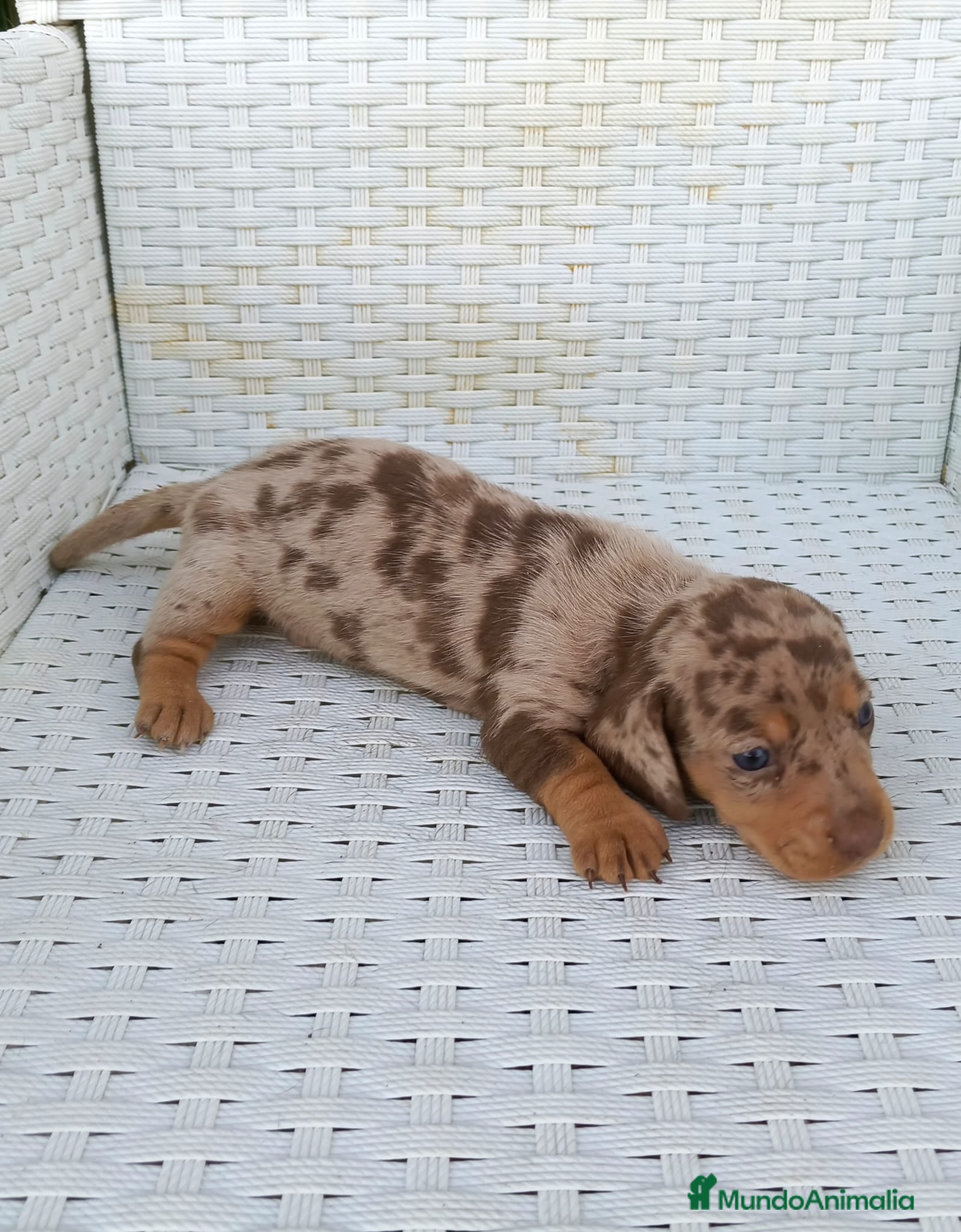 Teckel Miniatura perros Teckel mini  - Anuncio 1