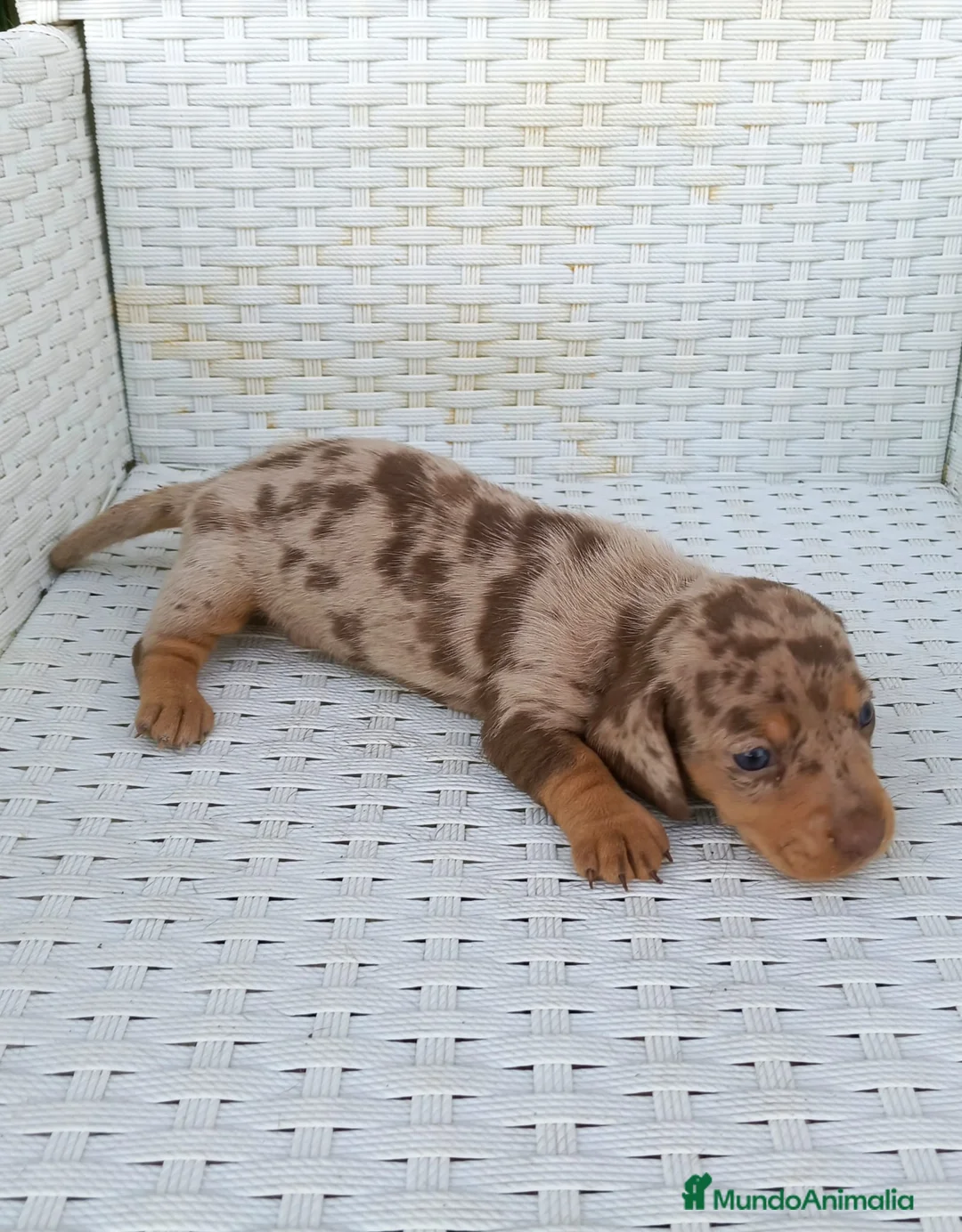 Teckel Miniatura perros en venta: Teckel mini  - Anuncio 1