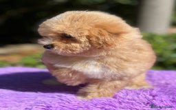 Maltipoo perros en venta: Maltipoo hembra  - Imagen 7
