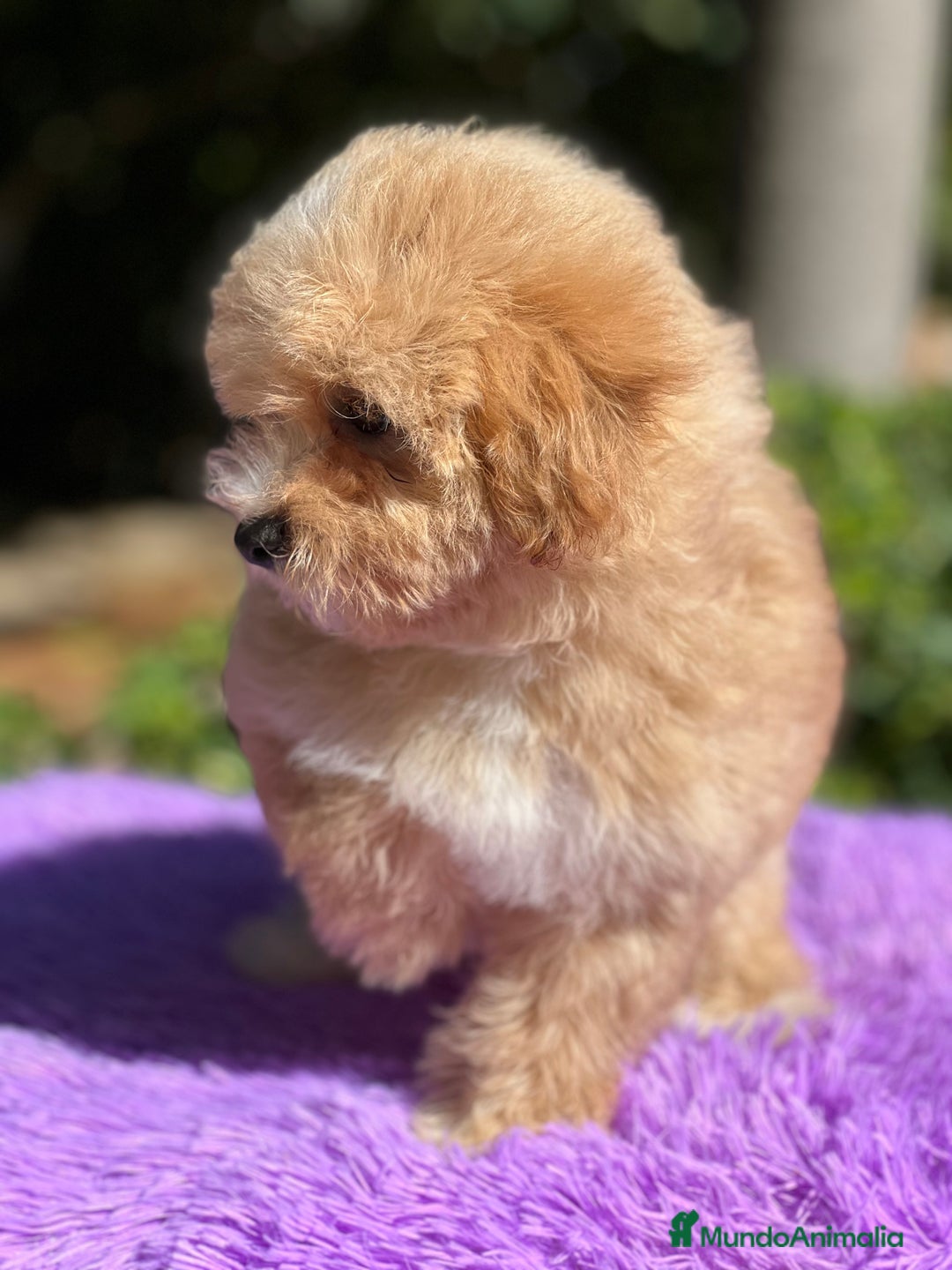 Maltipoo perros en venta: Maltipoo hembra  - Imagen 7