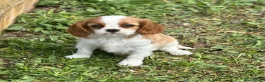 Cavalier King Charles Spaniel Cachorro 1