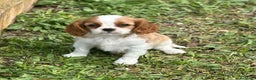 Cavalier King Charles Spaniel perros en venta: Cavalier bicolor  en Barcelona - Anuncio 3