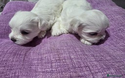 Bichón Maltés perros en venta: Excelente camada de Bichon Maltés  - Imagen 4