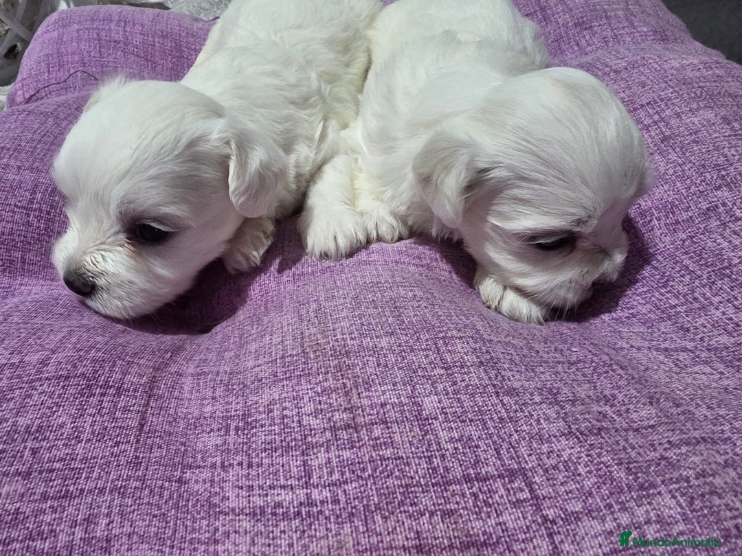 Bichón Maltés perros en venta: Excelente camada de Bichon Maltés  - Imagen 4