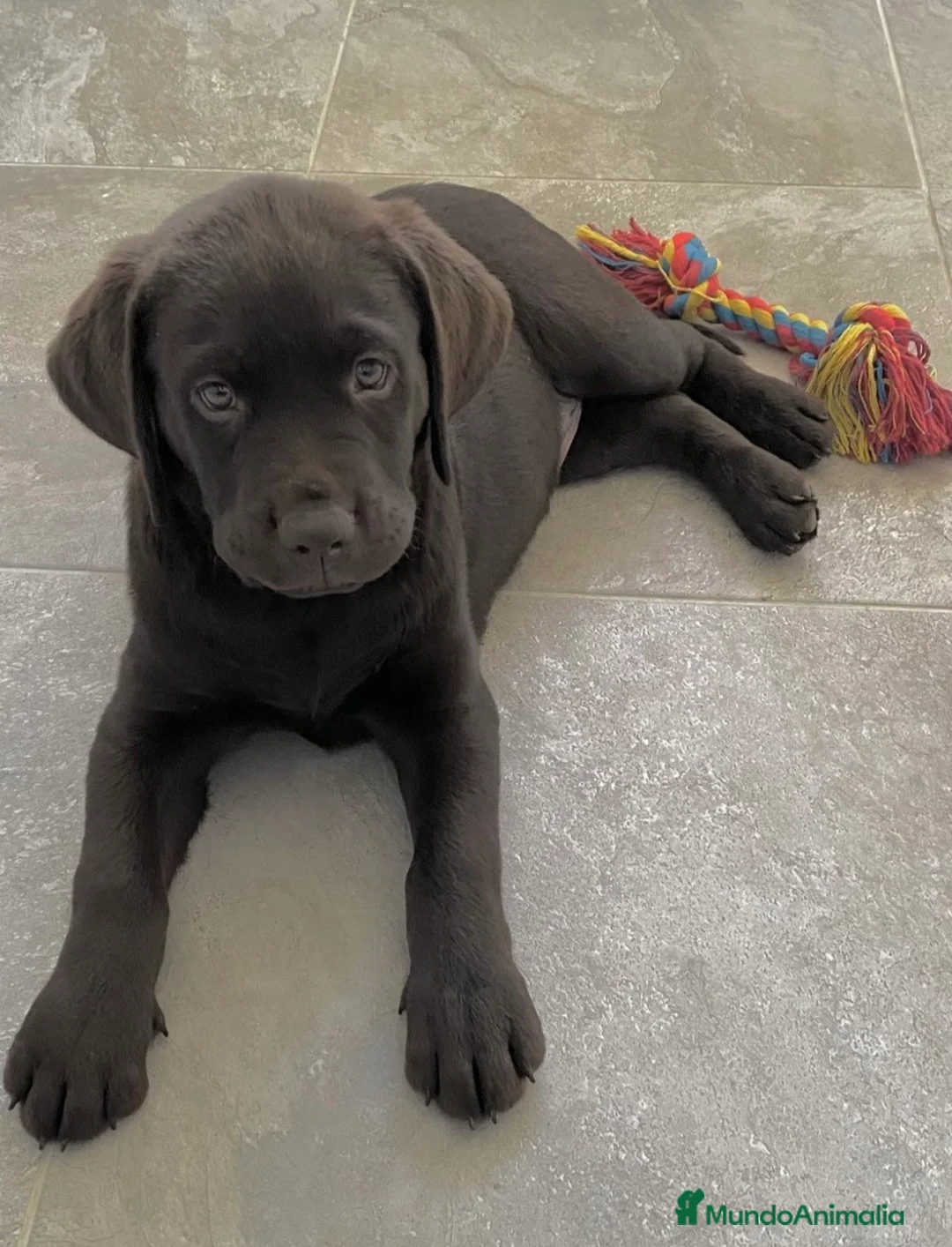 Labrador Retriever perros en venta: Labrador chocolate último macho🐶🐾 en Málaga - Anuncio 2