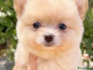 Pomerania perros Lulù de Pomerania - Anuncio 2