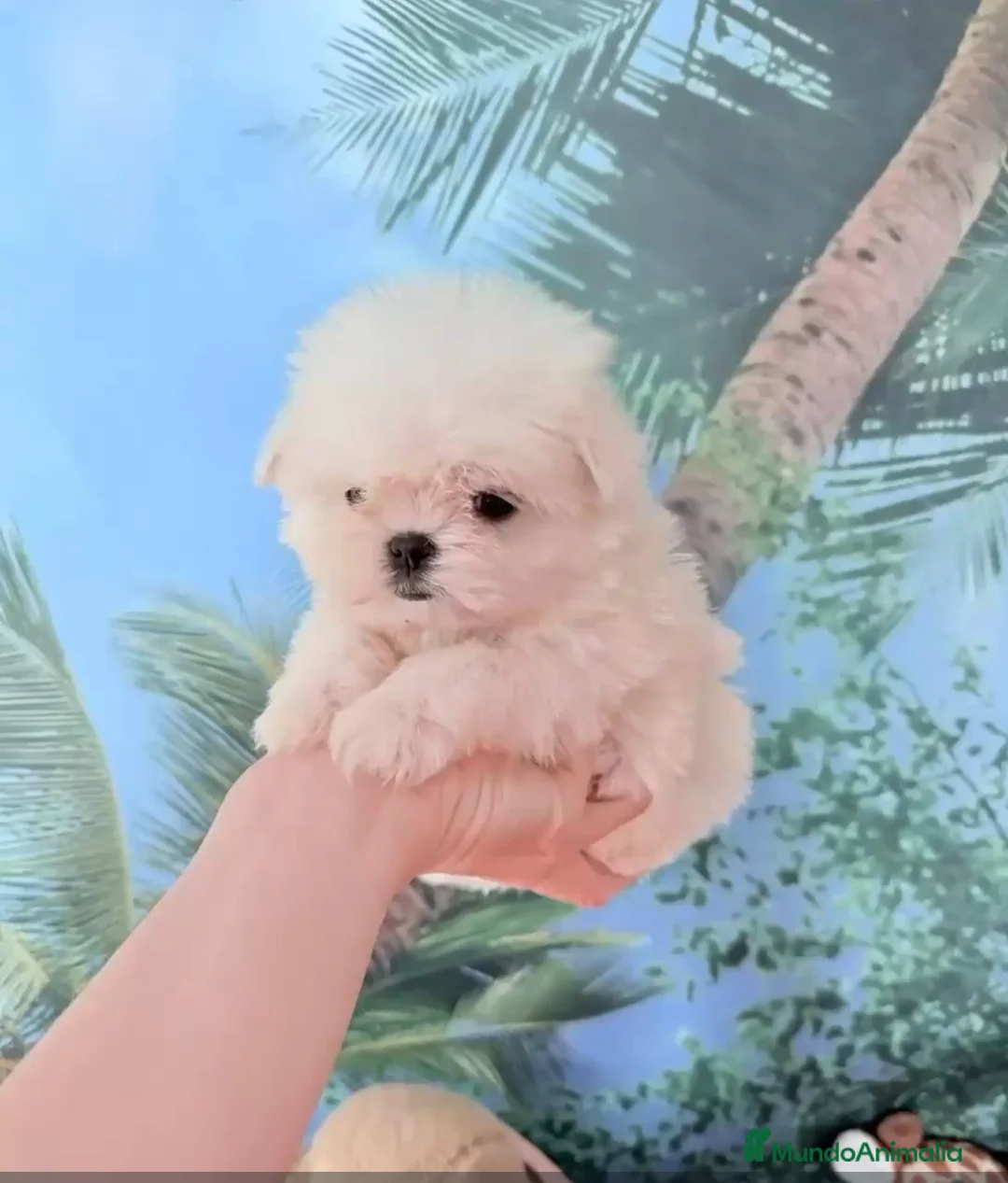 Bichón Maltés perros en venta: Bichón maltes mini - Anuncio 3