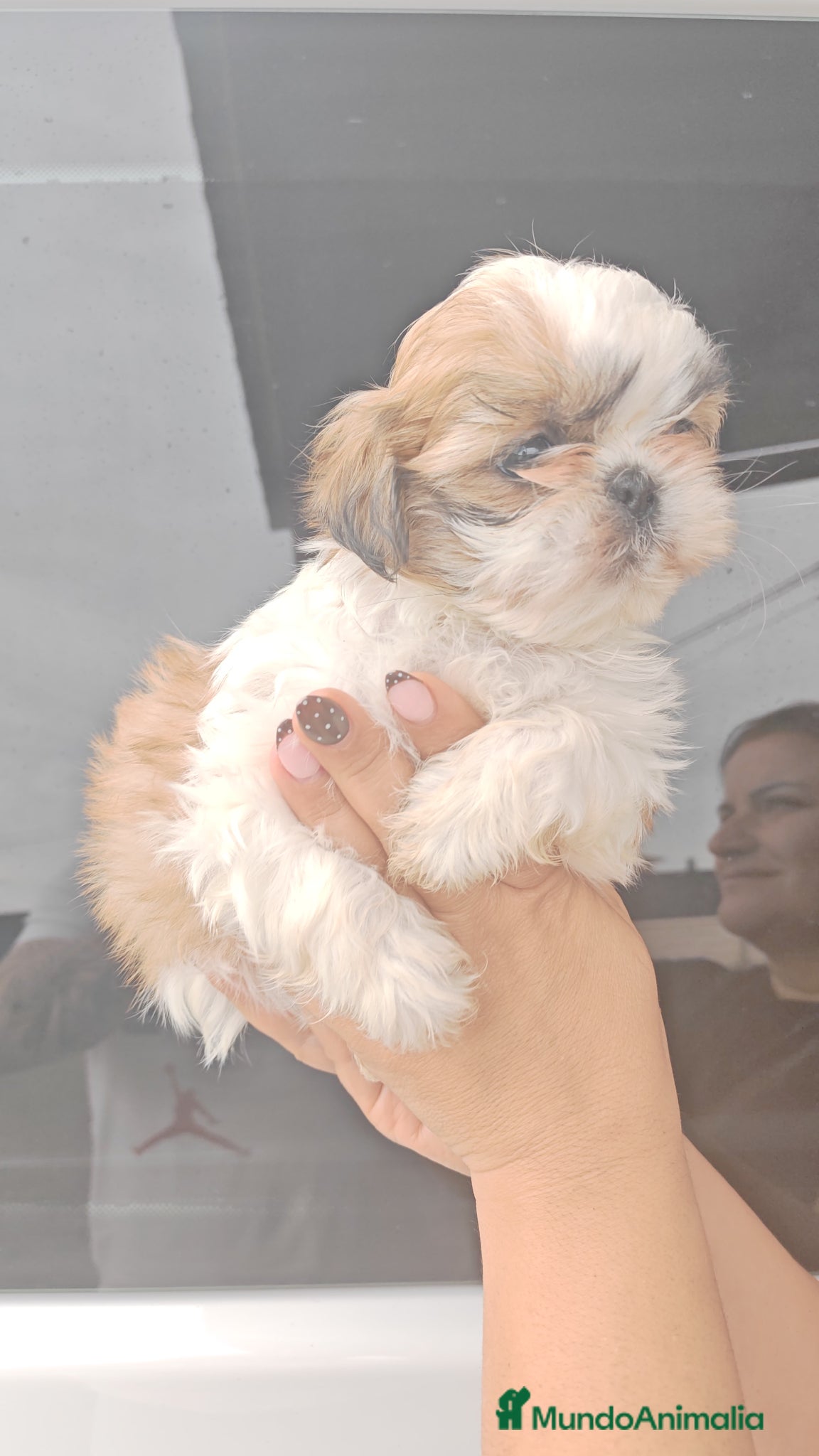 Shih Tzu perros Shih Tzu 2 machitos disponible - Anuncio 26