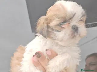 Shih Tzu perros Shih Tzu 2 machitos disponible - Anuncio 26