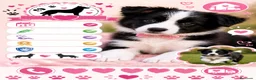 Border Collie perros en venta: Linda cachorra border collie  - Anuncio 1