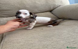Teckel perros en venta: Teckels kaninchen  - Imagen 1