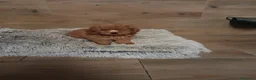 Caniche Toy perros en venta: Caniche toy  - Anuncio 3