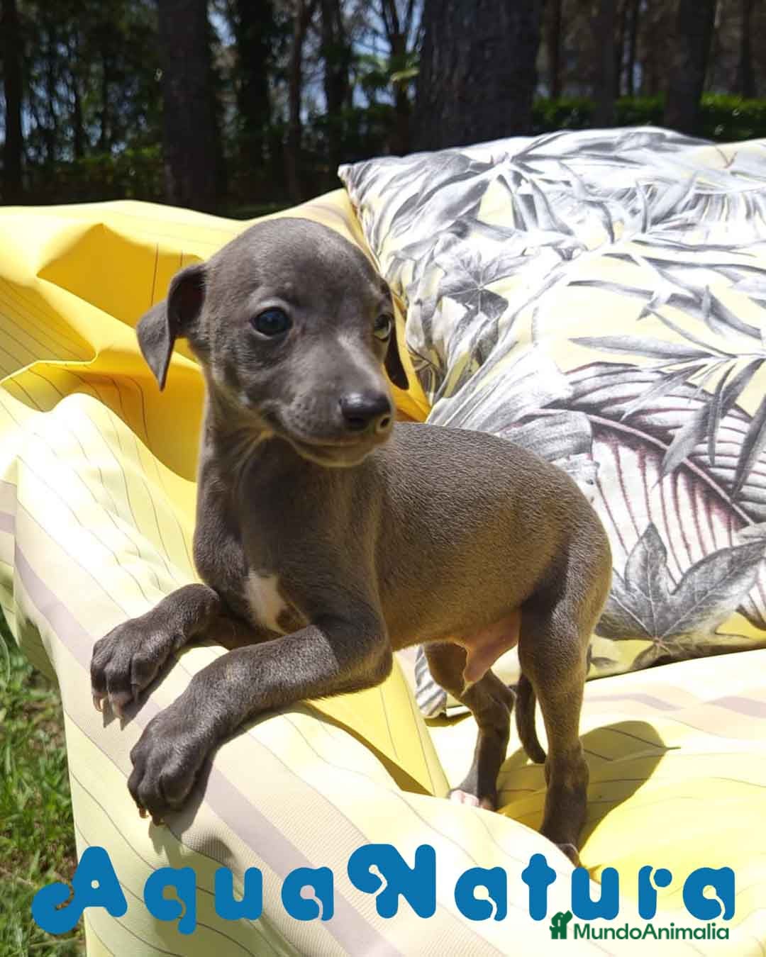 Pequeño Lebrel Italiano perros Lebrel Italiano Macho 8998 AQUANATURA - Anuncio 19