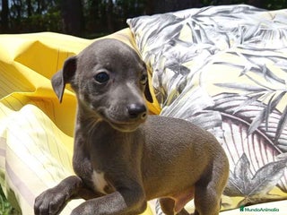 Pequeño Lebrel Italiano perros - Anuncio 39