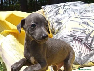 Pequeño Lebrel Italiano perros Lebrel Italiano Macho 8998 AQUANATURA - Anuncio 8