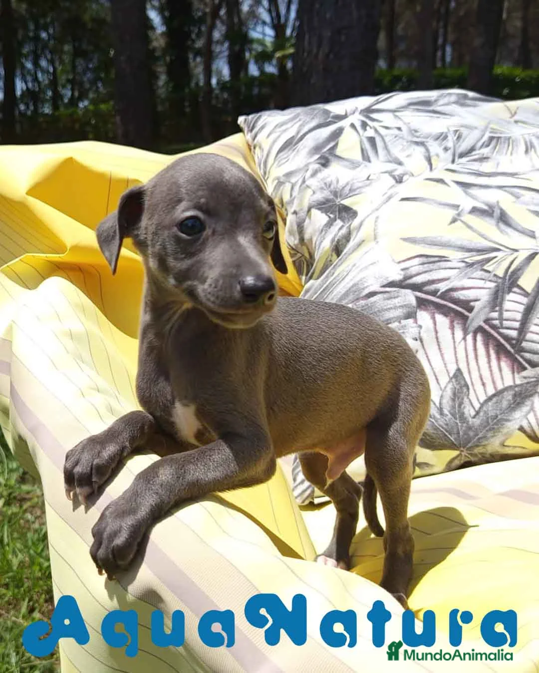 Pequeño Lebrel Italiano perros en venta: Lebrel Italiano Macho 8998 AQUANATURA - Anuncio 1