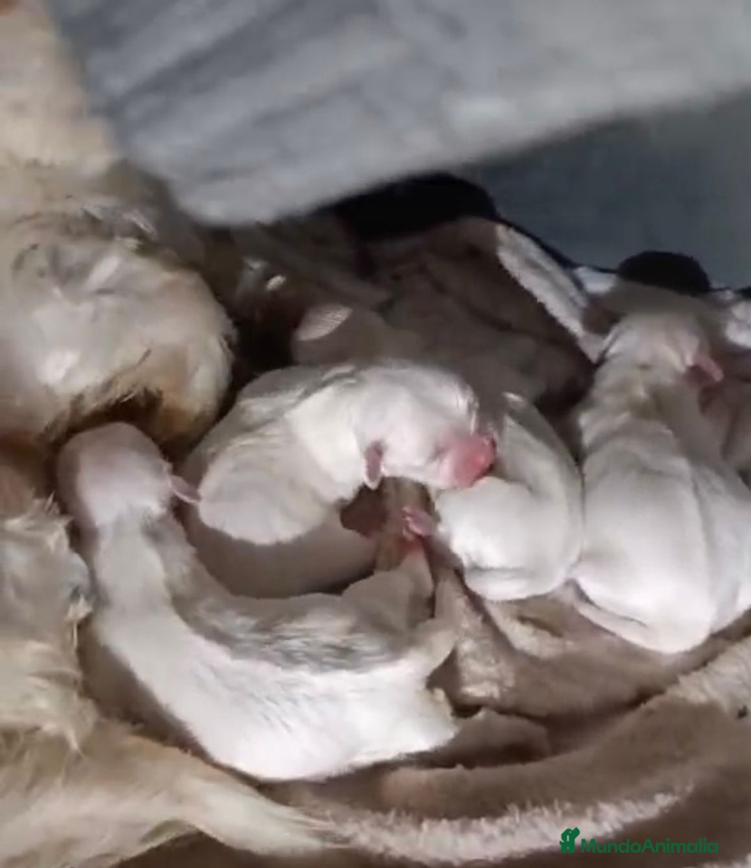 Bichón Maltés perros en venta: Nueva camada Bichon maltés toy  - Anuncio 3